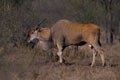 Durant notre séjour de trois semaines,nous n'avons fait qu'une seule observation de cette très grande antilope.Son poids peut atteindre 950 kgs.Les cornes sont presque droites et portent une ou deux spires.Elles sont généralement plus longues et plus minces chez les femelles. mammiferes antilope afrique eland 